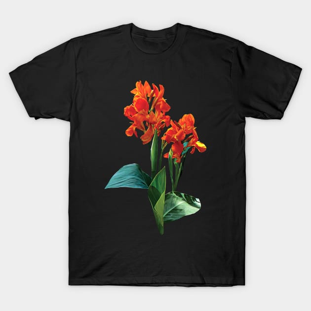 Cannas - Two Orange Cannas T-Shirt by SusanSavad